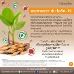 Giffarine Giffarine Krachai-Plus Krachai-PLUS Krachai, beta-glucan powder, antioxidant, anti-virus, bacteria, bacteria, cancer cells Reduce the destruction of liver 60 capsules