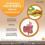 Giffarine Giffarine Krachai-Plus Krachai-PLUS Krachai, beta-glucan powder, antioxidant, anti-virus, bacteria, bacteria, cancer cells Reduce the destruction of liver 60 capsules