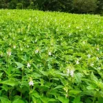 น้ำมันงาดำ บีบเย็น สกัดเย็น ขนาด240 Ml ราคา370 บาท ผลิตจากเมล็ดงาดำออร์แกนิค ตราสยามปราณา ใช้ทำอาหาร หรือบำรุงผมก็ได้