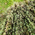 น้ำมันงาดำ บีบเย็น สกัดเย็น ขนาด240 Ml ราคา370 บาท ผลิตจากเมล็ดงาดำออร์แกนิค ตราสยามปราณา ใช้ทำอาหาร หรือบำรุงผมก็ได้