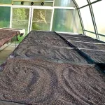 น้ำมันงาดำ บีบเย็น สกัดเย็น ขนาด240 Ml ราคา370 บาท ผลิตจากเมล็ดงาดำออร์แกนิค ตราสยามปราณา ใช้ทำอาหาร หรือบำรุงผมก็ได้