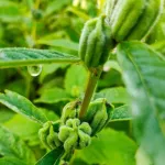 น้ำมันงาดำ บีบเย็น สกัดเย็น ขนาด240 Ml ราคา370 บาท ผลิตจากเมล็ดงาดำออร์แกนิค ตราสยามปราณา ใช้ทำอาหาร หรือบำรุงผมก็ได้