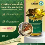 รากกัญชาดองน้ำผึ้ง Honey Cannabis Root