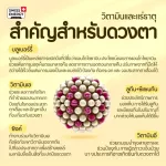 ส่งฟรี SwisEnergy Visiovit ซื้อ 1 แถม 1 วิตามินบำรุงสายตา ลดอาการตาล้า ภาพเบลอ ปกป้องดวงตาจากแสงสีฟ้า