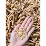 Krachai Herbs, Krachai, White, immunity, balance, reduce acid in the stomach, nourish the heart, brain and bone.