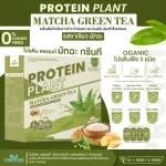 Protein Plants protein planet, Matcha green tea flavor from 3 plants, organic protein, protein from peas, peas, instant potatoes, 1 box of powder, 7 sachets, 350 grams.