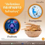 Giffarine Giffarine Krachai-Plus Krachai-PLUS Krachai, beta-glucan powder, antioxidant, anti-virus, bacteria, bacteria, cancer cells Reduce the destruction of liver 60 capsules