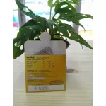 Tibetan Cordyceps Mixing golden cordyceps focusing on the treatment of allergies, nourishing the body, SENT brand, 2 capsules