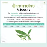 กิฟฟารีน Giffarine ยาแคปซูลฟ้าทะลายโจรสกัด FA-THALAI-JOAN EXTRACT CAPSULE, Extract of Andrographis paniculata leaves 30 แคปซูล Capsules 48009