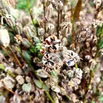 น้ำมันงาดำ บีบเย็น สกัดเย็น ขนาด240 Ml ราคา370 บาท ผลิตจากเมล็ดงาดำออร์แกนิค ตราสยามปราณา ใช้ทำอาหาร หรือบำรุงผมก็ได้