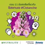 Amway Nutrilite Cistanche Amway Nutrite System instead of vitamin nourishing the brain to protect against the brain. Amway antioxidant contains 60 capsules-Thai shop