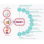 NAD+ Cell Regenerator ™ Nicotinamide Riboside 300 mg 30 Capsules Life Extension®