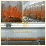 ผลิตภัณฑ์เสริมอาหาร ถั่งเช่าสีทองสกัด ตรา บีซีเอฟ คอร์ดี้