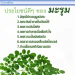 กิฟฟาริน Giffarine มะรุม-ซี ใบมะรุมผสมวิตามินซี ลดคอเลสเตอรอล ความดันโลหิตสูง ลดระดับน้ำตาล ลดการเกิดเนื้องอก ต้านมะเร็ง 60 แคปซูล Capsules 41019