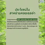 Nola Chlorella Vegan Capsules Super food that has high natural chlorophyll Helps to balance the digestive system Drain the waste in the body