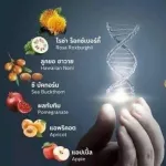 ROXBURGHII PLUS  SINGLE BOTTLE ร็อกซ์เบอร์กี้ พลัส ขวดเดี่ยว พร้อมแก้วช็อท