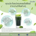 Chlorophyll C-O, chlorophyll dietary supplement, vitamin C, Oligo Fructose And Giffarine powder apple extract