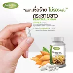 100% white Krachai Krachai Khao Capsule - helps to increase immunity, anti -virus, enhancement in the body. Delivered directly from the company
