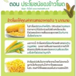 Selling well !! Free delivery !! Giffarine Vita Giffarine Vita, low -fat corn odor, easily digested, easily absorbed No cholesterol, 1 box of plants/15 sachets/132 baht