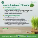 Giffarine Giffarine, Jewel Wheat Great Jessi, 10 sachets.