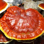 Ritzy 2 bottles of Ridi, worth eating for the whole family. Beverage beverages, beverages, breasts, immunosuppressants, hemorrhoids, doctor formulas