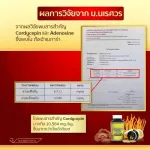 Cordyceps-Cordyceps MEGARAPLAPLUS TANGCHAO 100% 60 capsules