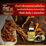 Megara Cordyceps-Cordyceps Megaraplus 100% genuine 120 capsules 3 bottles