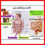 Free delivery, pyibarine, fiber, Gokula dietary fiber, CEB Centella asiatica Extract, Giffarine