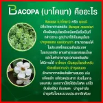 กิฟฟารีน บำรุงสมอง ช่วยความจำ ช่วยไห้หลับ กิฟฟารีน บาโคพา Bacopa monieri