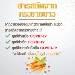 White Krua x 1 bottle of Krachai Extract The Nature Finger Root Extract The Nature contains 60 capsules.