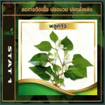 Schalin Statty Day, white krachai, high, 368 mg, vitamin D 3, 2000mcg100,000iu, betel, beta, krachai vitamin d3 Betaglucan, 1 box, 10 capsules, 20 capsules.