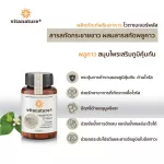 Vitanature+ Finger Root, Vitanger Plus products, Krachai extract Mix 1 bottle of bells.