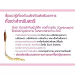 กิฟฟารีน ถั่งเช่า ดับเบิ้ลยู | Giffarine Chong Cao-W เห็ดถั่งเช่า บำรุงร่างกาย สมุนไพรบำรุงร่างกาย