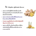 Ginger Giffarine Ginan-Giffarine Ginger-C Extract from ginger, ginger powder and vitamin C capsule
