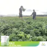 ผักนาโน uSmile101ผงผักเคล