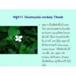 เบต้า พลูคาว กิฟฟารีน Beta Plu Kao Giffarine ผสมเบต้า-กลูแคน ภูมิแพ้ เป็นหวัด