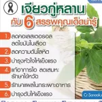 เจียวกู่หลาน ปรับระดับคอลเรสเตอรอล กิฟฟารีน ลดน้ำตาลในเลือด ลดอาการอักเสบ หลอดลมเรื้อรัง  giffarine jiaogulan-250