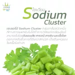 เซเลอรี ผงผักนาโนuSmile101 เนื้อผักสดดื่มได้ ผงละเอียดดื่มง่าย