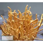 100% authentic cordyceps Cordyceps mixed with Ganoderma lucidum 120 capsules Cordyceps + Reishi