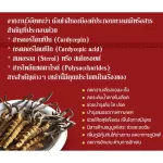 100% authentic cordyceps Cordyceps mixed with Ganoderma lucidum 120 capsules Cordyceps + Reishi