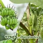 Raw banana powder Raw Bananas is another one that helps with gastritis. The best reflux