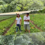 ผักเคลแหล่งรวมสุดยอดสารอาหาร เคลสดๆเข้มข้นทานมั้ย 7วันเปลี่ยนสุขภาพดีขึ้น