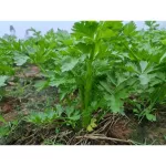 Concentrated seary water brewing with vegetables, convenient, just brew nano vegetables. Today, invite to eat seary water. Confused. The taste is fragrant. Very delicious