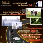 Exclusive Set Detox Solus and Rehabilitation