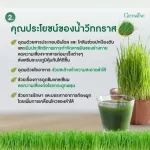 Wheat Glass Giffarine, ready -made beverages from the sapling of wheat for health Great intestines, detox, intestines, constipation