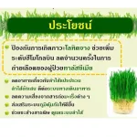 Wheat Glass Giffarine, ready -made beverages from the sapling of wheat for health Great intestines, detox, intestines, constipation