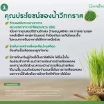 Wheat Glass Giffarine, ready -made beverages from the sapling of wheat for health Great intestines, detox, intestines, constipation