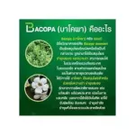 Bacopa Bacopa Giffarine nourishes memory