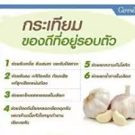 กระเทียม Garlic โรคหลอดเลือด คลอเรสเตอรอล ไตรกลีเซอไลน์