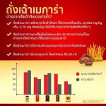 ถั่งเช่าสกัดแท้ 100% ถั่งเช่าสีทอง ถั่งเช่าเมการ่า ถั่งเฉ้า ถั่งเช่าผสมเห็ดหลินจือ 60 แคปซูล Cordyceps + Reishi